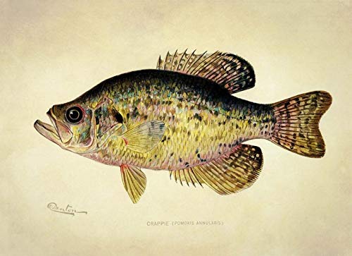 Home Gym On Wall - Krouterebs Retro Metalowy Znak Crappie Fish,